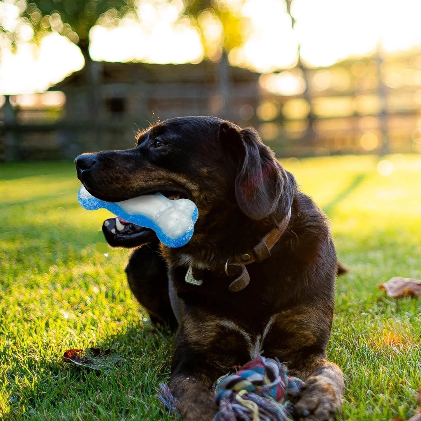 Chill Out - Bite Resistance Dog Cooling Chew Toy for Summer Ice Bone